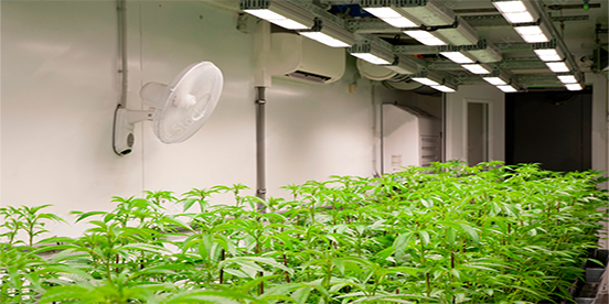 cannabis 2