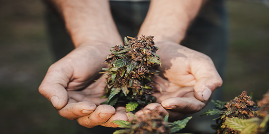 cannabis4