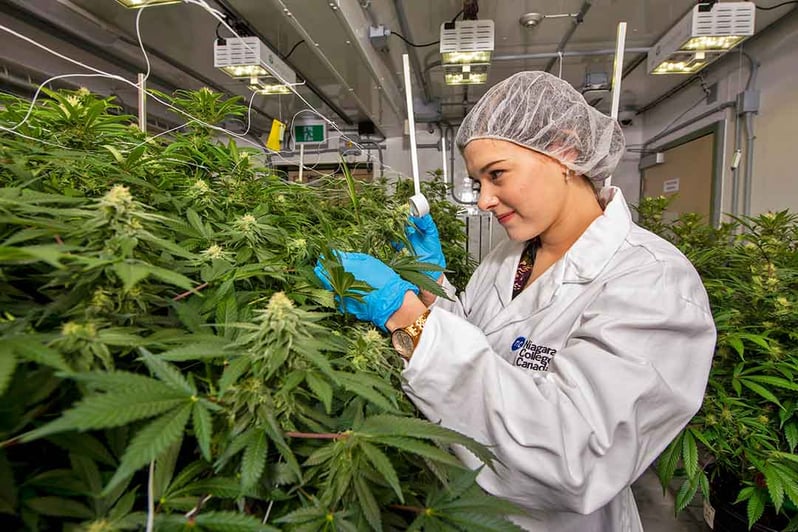 cuanta-marihuana-produce-planta