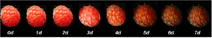 cadena de frío frutas