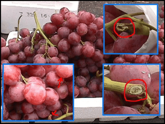 refrigeración uvas