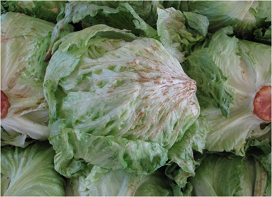 refrigeración lechuga