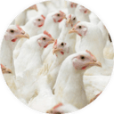 FR_CDE_IconPoultry